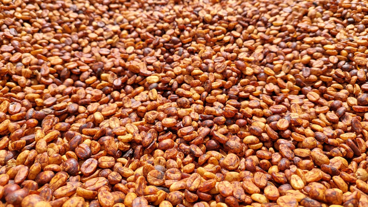 Café en proceso anaeróbico