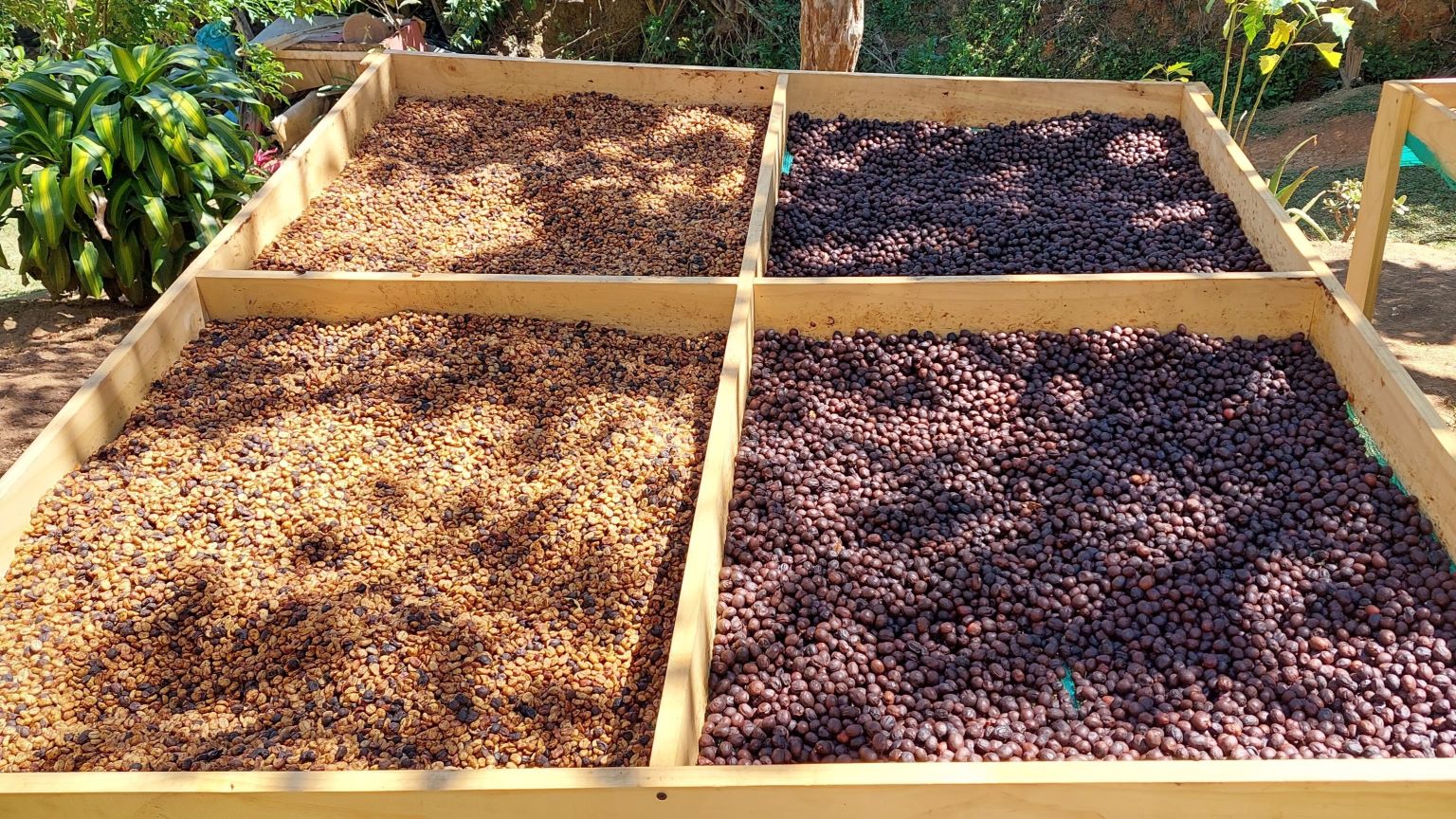Nanolotes de café secándose